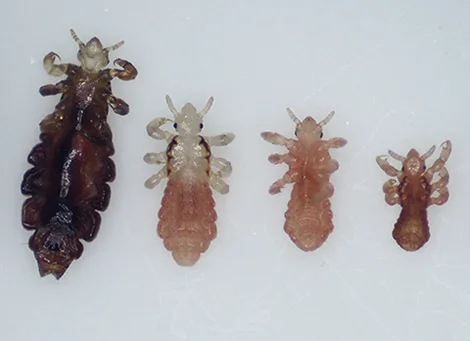 Nymphs to Adult1